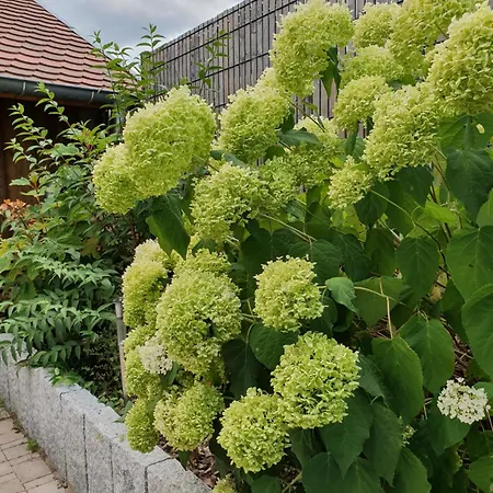 Sainte Famille Villa *